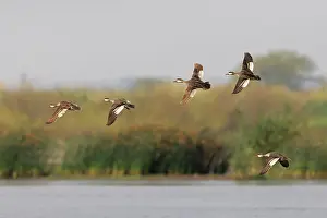 Duck Prints: Red-billed Teal (Anas erythrorhyncha) flock in flight over lake