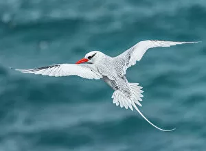 Images Dated 12th June 2020: Red-billed tropicbird (Phaethon aethereus) in flight, Plazas Island, Galapagos