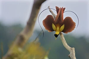 2021 January Highlights Collection: Red Bird-of-Paradise (Paradisaea rubra) male performing practice display at tree-top lek