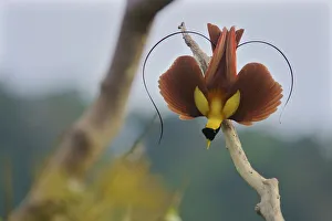 Red Bird-of-Paradise (Paradisaea rubra) male performing practice display at tree-top lek