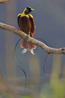 Red Bird of Paradise (Paradisaea rubra) adult male at lek display site in the top