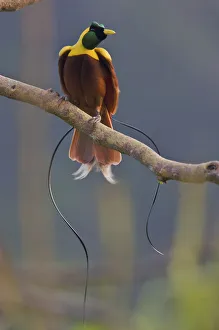 Red Bird of Paradise (Paradisaea rubra) adult male at lek display site in the top
