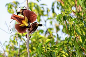 Paradisaea Prints: Red bird of paradise (Paradisaea rubra) male