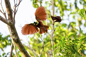 Paradisaea Prints: Red bird of paradise (Paradisaea rubra) male