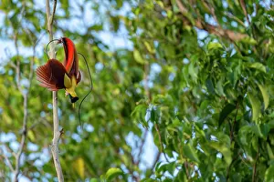 Male Prints: Red bird of paradise (Paradisaea rubra) male
