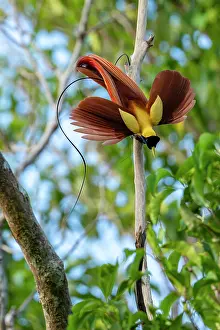 Male Prints: Red bird of paradise (Paradisaea rubra) male