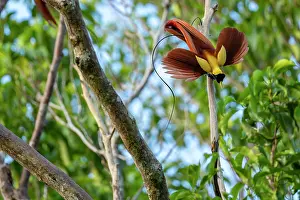 Male Prints: Red bird of paradise (Paradisaea rubra) male