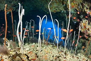 Red / Blotcheye soldierfish (Myripristis murdjan) and sea whips coral, Junceella at Fotteyo caves