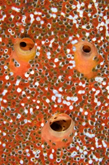 Anthozoans Gallery: Red boring sponge (Cliona delitrix) three excurrent apertures covered in Sponge zoanthids