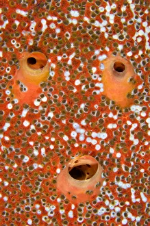 Red boring sponge (Cliona delitrix) three excurrent apertures covered in Sponge zoanthids