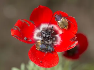Stamens Prints: Red bowled anemone (Anemone bucharica) with dark stamens and patterns on petal bases