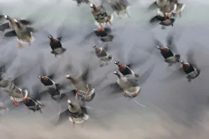 Images Dated 22nd February 2009: Red breasted geese (Branta ruficollis) and White fronted geese (Anser albifrons) in flight
