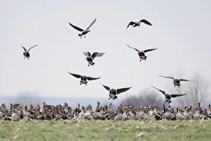 Images Dated 22nd February 2009: Red breasted geese (Branta ruficollis) on ground with some flying, Durankulak Lake