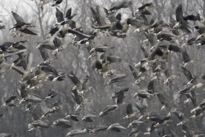 Images Dated 19th February 2009: Red breasted geese (Branta ruficollis) and White fronted geese (Anser albifrons) in flight