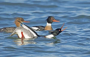 Images Dated 9th April 2017: Red-breasted Mergansers (Mergus serrator) male in foreground performing courtship