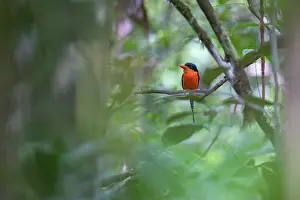 Selective Focus Prints: Red-breasted paradise kingfisher (Tanysiptera nympha) perched on branch in rainfoprest