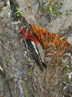 Red-breasted sapsucker (Sphyrapicus ruber) adult feeding on tree sap from shallow
