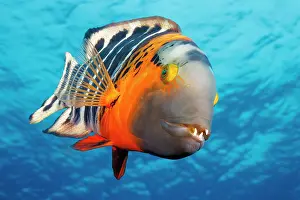 Red-breasted wrasse (Cheilinus fasciatus) with a missing tooth and algae growing on its lower jaw, portrait, Guam, Federated States of Micronesia, Pacific Ocean