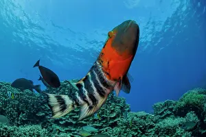 Guam Prints: Red-breasted wrasse (Cheilinus fasciatus) swimming over coral reef