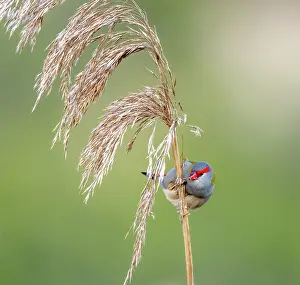 Gramineae Prints: Red-browed finch (Neochmia temporalis) eating seeds from a Common reed (Phragmites australis)