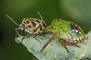 Animal Markings Prints: Red cabbage bug (Eurydema ornata) with a Shield bug (Nezara viridula) side by side on a leaf