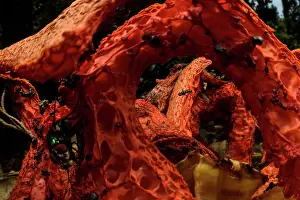 Muscomorpha Prints: Red cage (Clathrus ruber)