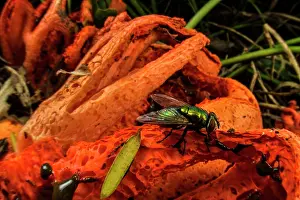 Muscomorpha Prints: Red cage (Clathrus ruber)
