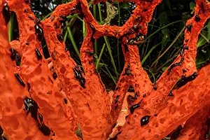 Muscomorpha Prints: Red cage (Clathrus ruber)