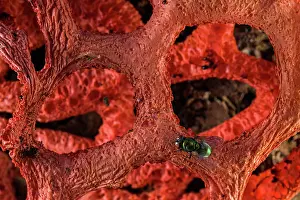 Muscomorpha Prints: Red cage (Clathrus ruber) blooming on chopped woods in a urban park with fly (Calliphoridae)