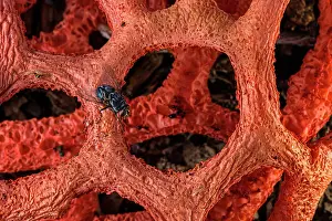 Muscomorpha Prints: Red cage mushroom (Clathrus ruber) in bloom in urban park with Blue bottle fly (Calliphora vomitoria)
