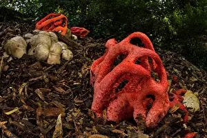 Parks Prints: Red cage mushroom (Clathrus ruber) blooming on chopped wood in a urban park