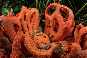 Gasteromycetes Prints: Red cage mushroom (Clathrus ruber) at various stages