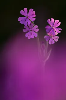 Red Campion (Silene dioica), backlit in early morning sunlight, spring, Broxwater
