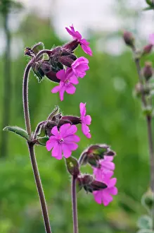 Caryophyllaceae Prints: Red campion (Silene dioica) in flower, Bryher, Isles of Scilly, UK. May