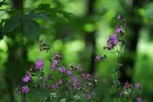 Red campion (Silene dioica) in flower, Larochette, Mullerthal, Luxembourg, May 2009