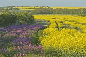 Exploring Britain Prints: Red campion (Silene dioica) flowering in conservation margin next to a crop of Oilseed