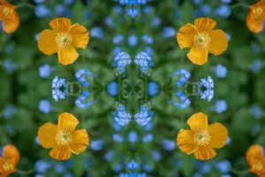 Forget Me Not Prints: Red campion (Silene dioica) and Forget-me-nots (Myosotis sylvatica)