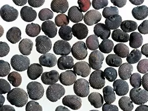 April 2023 Highlights Collection: Red campion (Silene dioica) seeds, microscopic view
