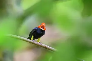 Lekking Prints: Red-capped manakin (Ceratopipra mentalis) male