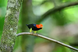 Lekking Prints: Red-capped manakin (Ceratopipra mentalis) male