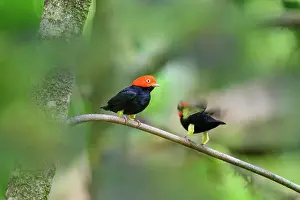Lekking Prints: Two Red-capped manakins (Ceratopipra mentalis) male