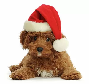 Direct Gaze Gallery: Red Cavapoo puppy wearing a Father Christmas hat