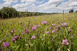 Images Dated 26th June 2011: Red clover {Trifolium pratense} flowering growing in hay meadow at Denmark Farm, Lampeter