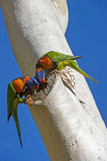 Images Dated 2017 July: Red-collared lorikeet (Trichoglossus rubritorquis) pair examining hole in Eucalyptus
