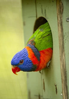 Psittacoidea Gallery: Red-collared lorikeet (Trichoglossus rubritorquis) head peering out of nest box