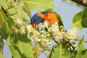 True Parrot Prints: Red-collared lorikeet (Trichoglossus rubritorquis) feeding on Disjunct gum tree (Corymbia disjuncta) flowers