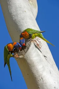 Beaufortia Prints: Red-collared lorikeet (Trichoglossus rubritorquis) pair examining hole in Eucalyptus