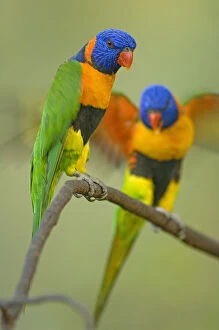 Images Dated 30th November 2006: Two Red-collared Lorikeets (Trichoglossus haematodus rubritorquis) Litchfield NP