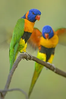Two Red-collared Lorikeets (Trichoglossus haematodus rubritorquis) Litchfield NP