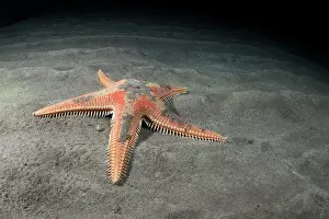 Nocturnal Prints: Red comb star (Astropecten aranciacus) on seabed at night